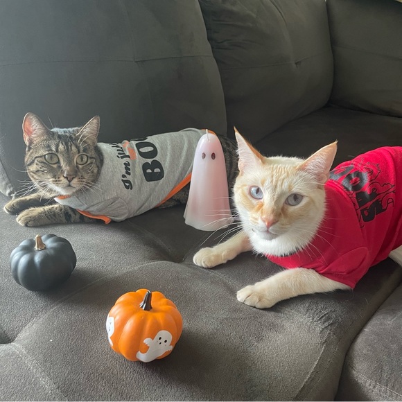 Meet your Posher, Alex - Picture 1 of 1